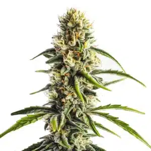 Cheese Lemon Regular marijuana plant with citrus aroma and resin-coated buds