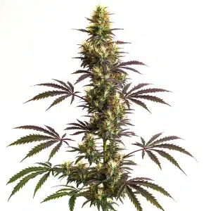 Plante de cannabis Cheesecake Gelato Auto avec des fleurs denses, résineuses et aux reflets violets et orangés.