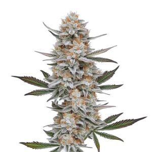 Gros bourgeon central de Chemdog #4 recouvert de trichomes brillants.