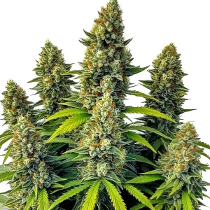 Plante de cannabis Chemdog Auto avec des têtes denses, résineuses et couvertes de pistils orangés.