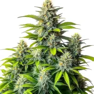 Plante de cannabis Chemdog Diesel Auto aux fleurs compactes, résineuses et couvertes de pistils orange vif.