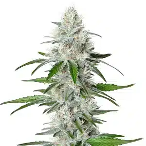Chemdog Fast Version cannabis plant with frosty trichomes and dense bud structure