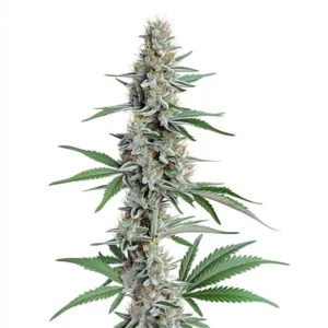 Chemdog Regular cannabis plant with iconic diesel aroma and frosty flowers
