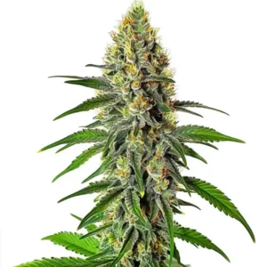 Plante de cannabis Cherry AK avec bourgeons denses et pistils rouges.