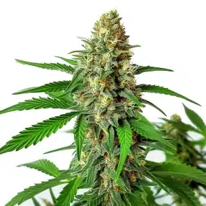 Plante de cannabis Cherry AK Auto avec des bourgeons denses, résineux et ornés de pistils orange.