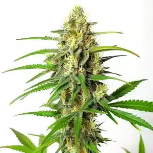 Cherry AK Fast Version cannabis plant with vibrant orange pistils and green leaves
