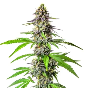 Plante de cannabis Cherry Alien Auto avec des fleurs compactes et des nuances violettes recouvertes de résine.