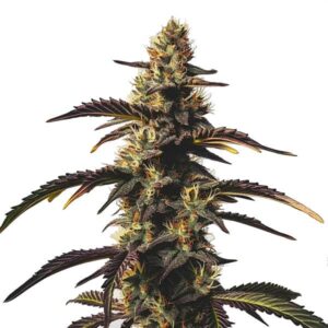 Tête de cannabis Chocolate Mint OG avec des feuilles foncées et cristaux brillants.