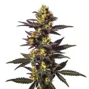 Chocolate Mint Regular cannabis plant with vibrant green and purple buds