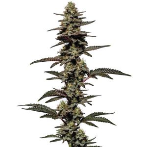 Plante de cannabis Chocolate Thai Auto avec des fleurs denses et des nuances vertes et pourpres.