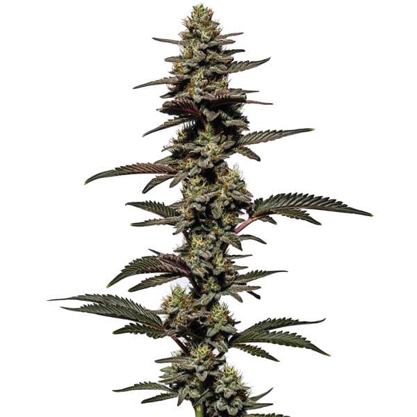 Chocolate Thai Auto