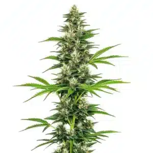 Chocolope Candy Regular cannabis plant with sweet chocolate-scented buds