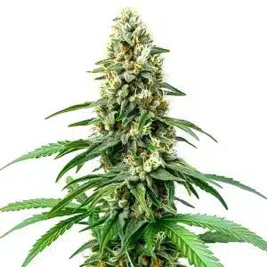 Chocolope Kush Regular marijuana plant with dense frosty buds