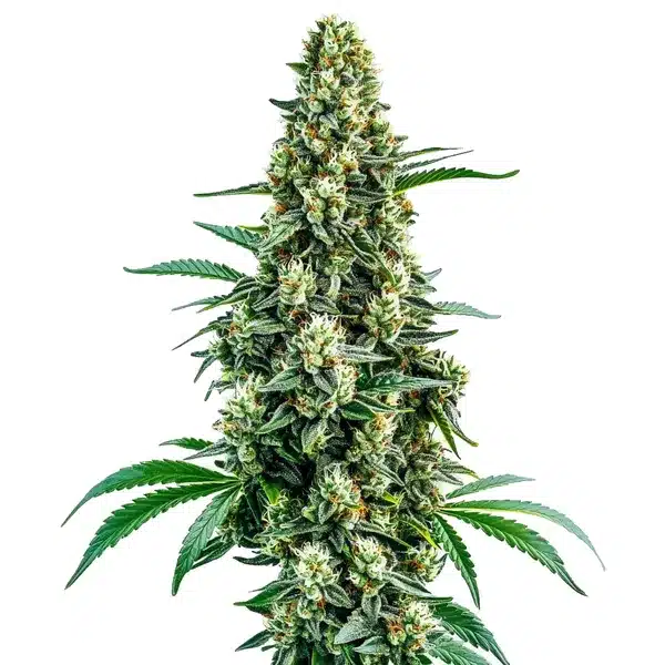Chocolope Régulière