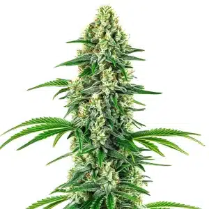 Chocolope x Candy plante de cannabis avec fleurs denses et résine abondante