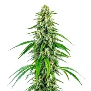 Chocolope x Kush variété de cannabis aux bourgeons compacts et givrées