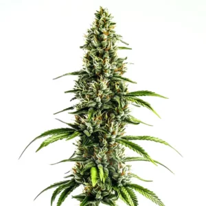 Chocolopez plante de cannabis avec têtes cristallisées et pistils orange