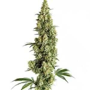 Chocolopez Fast Version cannabis plant with resinous buds and rich trichome coverage