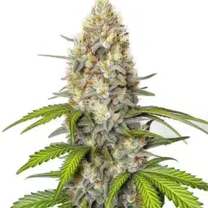 Chronic Widow plante de cannabis avec bourgeons massifs et trichomes blancs