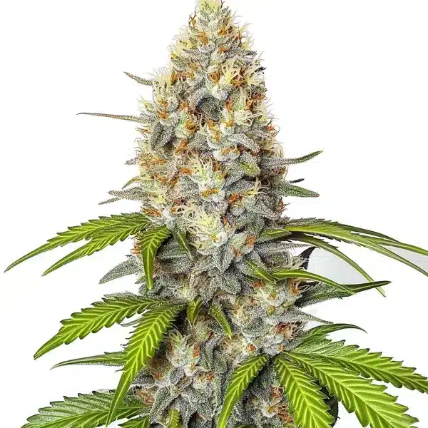 Chronic Widow