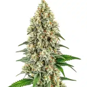 Plante de cannabis Cinderella 99 aux bourgeons compacts et résineux