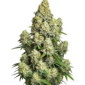 Plante de cannabis Cinderella 99 Auto avec des têtes compactes couvertes de trichomes.