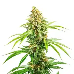 Cinderella 99 Fast Version cannabis plant with tall structure and crystal-coated flowers