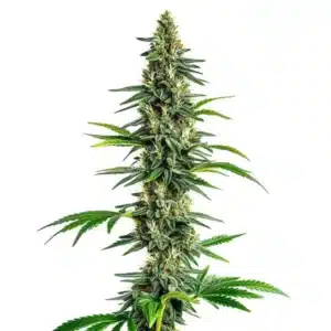 Plante de cannabis Cinderella 99 x Amnesia Haze riche en trichomes