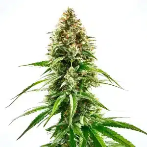 Cannabis Cinderella 99 x Blueberry avec têtes denses et résine bleutée
