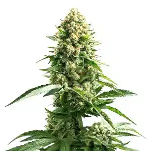 Plante de cannabis Cinderella 99 x Kali Mist à dominance sativa