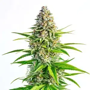 Cannabis Cinderella 99 x Lemon Pie aux arômes d’agrumes et résine brillante