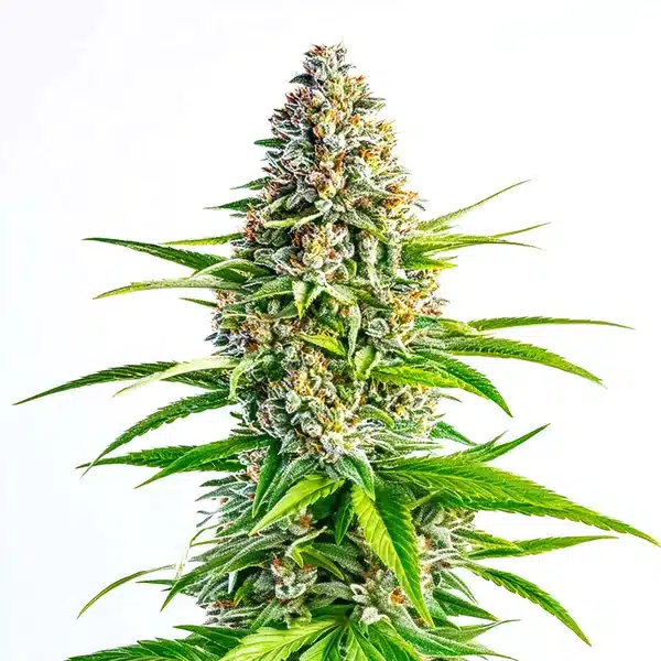 Cinderella 99 x Lemon Pie