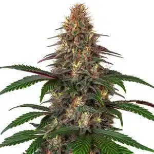 Cinderella 99 x Somango plante de cannabis aux notes tropicales