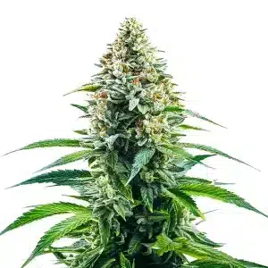 Plante de cannabis Cinderella 99 x Tangilope avec gros bourgeons résineux et pistils orange