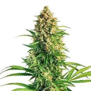Plante de cannabis Cinderella 99 x Taskenti en pleine floraison avec feuilles vert vif