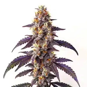 Cinderella99 x Blueberry Fast Version cannabis hybrid with frosty buds