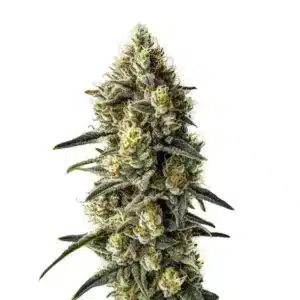 Gros plan d’une plante Cindy 99 avec des trichomes givrés et des pistils orange