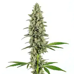 Cindy 99 Regular cannabis plant with large dense colas and tropical aroma