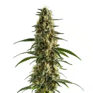Plante de cannabis Clementine avec bourgeons résineux et feuilles vert foncé
