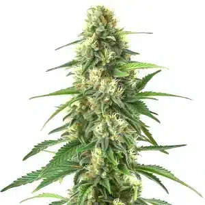 plante de cannabis Colombian Gold Auto avec têtes résineuses et pistils orange