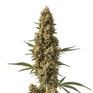 Plante de cannabis Coma avec fleurs violettes et pistils orange