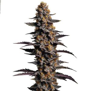 Plante de cannabis Cookies Cream Auto avec des têtes violettes et résineuses.