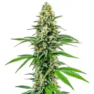 Plante de cannabis Cookies and Cream en floraison avec bourgeons givrées