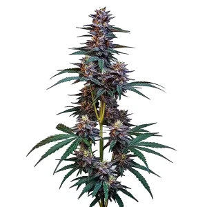 Plante de cannabis Cookies x Berry Auto aux fleurs violettes et pistils orangés.