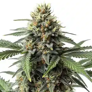 Plante de cannabis Critical Mass aux bourgeons épais et résineux avec pistils orange.