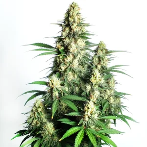 Plante de cannabis Cream Candy Auto avec de grosses têtes résineuses et feuillage vert.