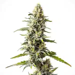 Tête de cannabis Cream Caramel couverte de trichomes blancs.