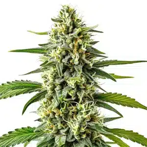 fleur de cannabis Cream Caramel Auto couverte de trichomes