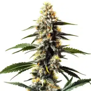 Plante de cannabis Critic Boom en floraison avec de longs bourgeons.