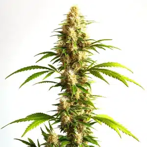Plante de cannabis Critical 2.0 Auto avec des têtes allongées et couvertes de pistils blancs.